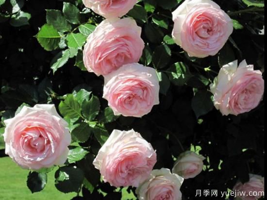 熱門10種月季，開成花海開成瀑布開花不斷(圖4)