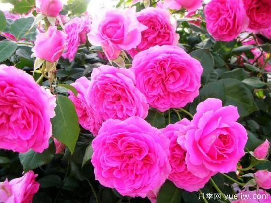 熱門10種月季，開成花海開成瀑布開花不斷(圖5)