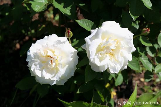 熱門10種月季，開成花海開成瀑布開花不斷(圖6)