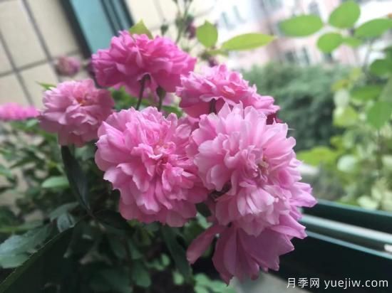 廣東陽臺黨必入5種月季，耐熱又好養(yǎng)(圖3)