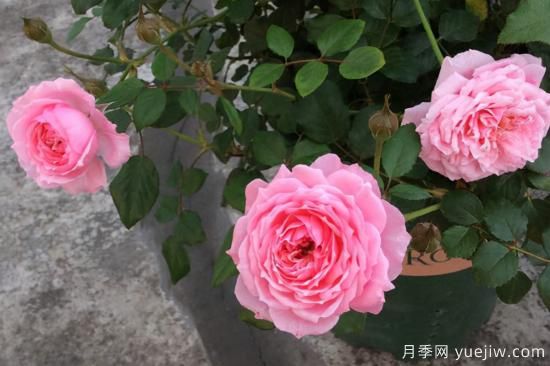 熱門10種月季，開成花海開成瀑布開花不斷(圖7)