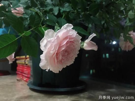 廣東陽臺黨必入5種月季，耐熱又好養(yǎng)(圖2)