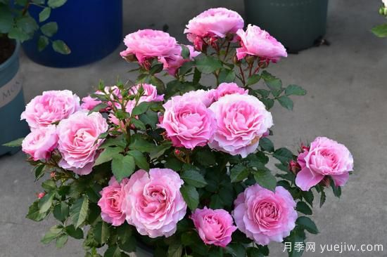 熱門10種月季，開成花海開成瀑布開花不斷(圖8)