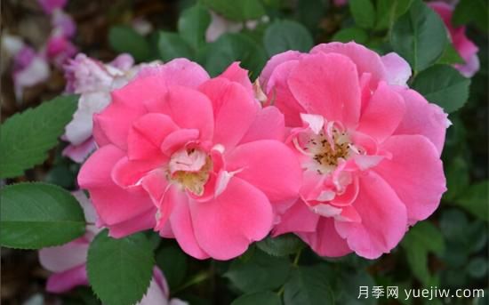 熱門10種月季，開成花海開成瀑布開花不斷(圖9)