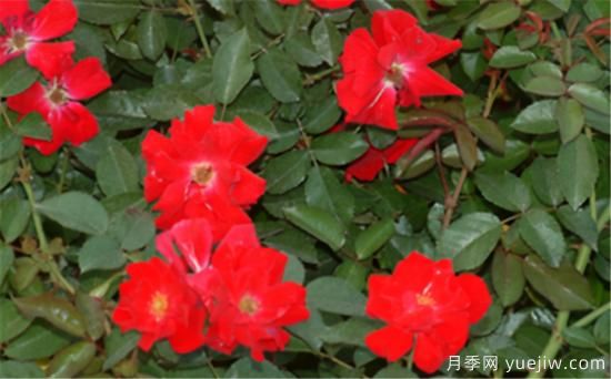 熱門10種月季，開成花海開成瀑布開花不斷(圖10)