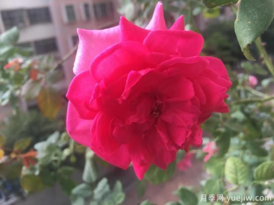 廣東陽臺黨必入5種月季，耐熱又好養(yǎng)(圖5)