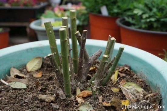 月季修剪很重要，學(xué)會(huì)修剪開花爆盆(圖1)