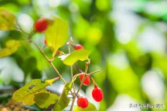 種植哪些藥材前景好？3種中藥材用途廣收益高前景好(圖2)