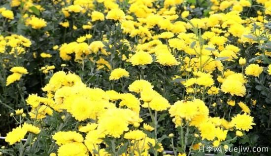 農(nóng)民種植菊花，既能欣賞也能致富發(fā)家(圖3)