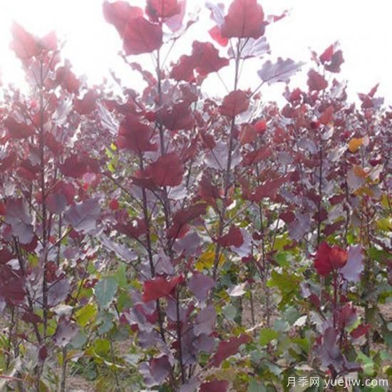 中華紅葉楊，世界唯一的高大喬木彩色速生樹(shù)種(圖1)