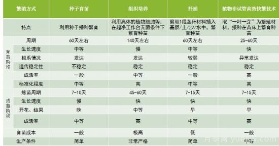 中華紅葉楊，世界唯一的高大喬木彩色速生樹(shù)種(圖3)