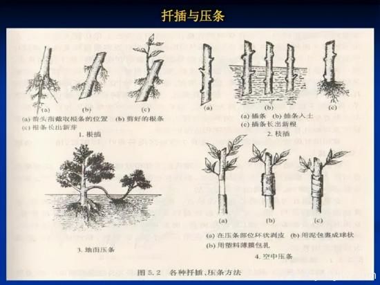 園林人必須知道的100個花卉基礎(chǔ)知識點(圖2)