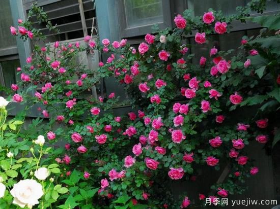適合庭院的6個(gè)藤本月季，以及移栽時(shí)間和牽引辦法(圖3)
