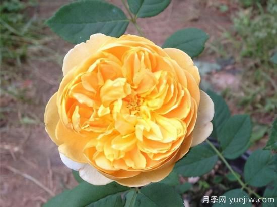 適合庭院的6個(gè)藤本月季，以及移栽時(shí)間和牽引辦法(圖5)