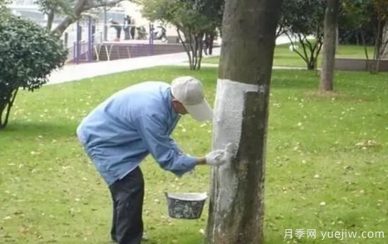 關(guān)于冬季樹干涂白的知識(圖1)
