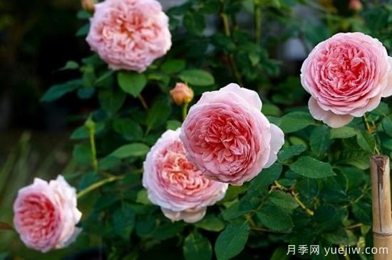適合庭院的6個(gè)藤本月季，以及移栽時(shí)間和牽引辦法(圖8)
