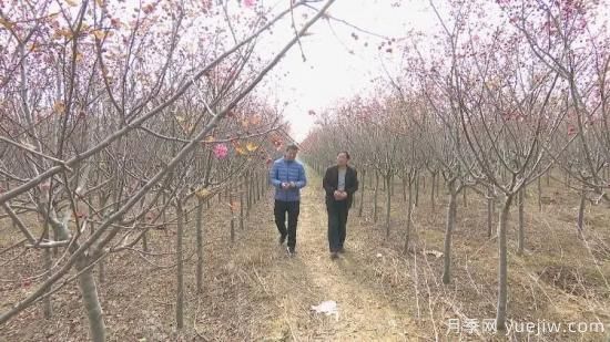 菏澤成武：千畝海棠反季節(jié)開花，逆襲深秋成一景(圖2)