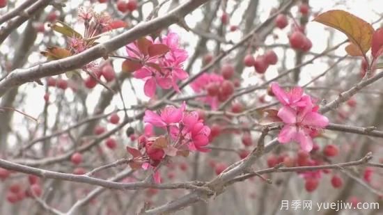 菏澤成武：千畝海棠反季節(jié)開花，逆襲深秋成一景(圖3)