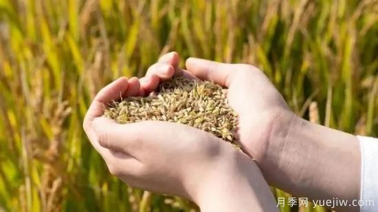 河南糧食倉容量位居全國**！出臺儲備糧管理辦法保障糧食安全(圖1)