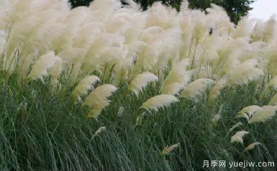 花有花鏡，草有草境！這么美的觀賞草你了解多少(圖2)