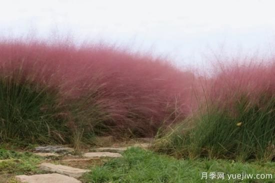 花有花鏡，草有草境！這么美的觀賞草你了解多少(圖4)