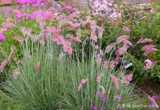 花有花鏡，草有草境！這么美的觀賞草你了解多少(圖7)