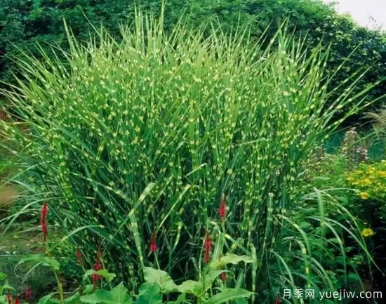 花有花鏡，草有草境！這么美的觀賞草你了解多少(圖9)