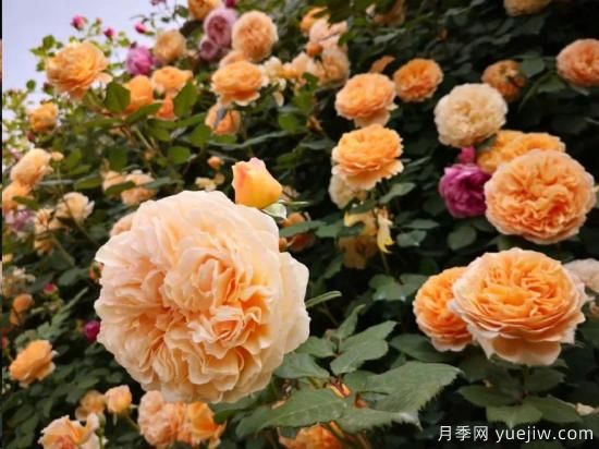 藤本月季12月可以開始牽引嗎？不同地區(qū)差異大！(圖1)