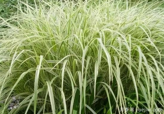 花有花鏡，草有草境！這么美的觀賞草你了解多少(圖10)