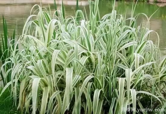 花有花鏡，草有草境！這么美的觀賞草你了解多少(圖14)