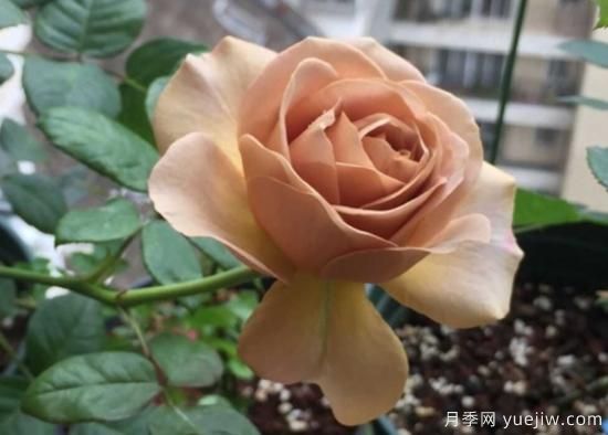 拿鐵咖啡、加百列、糖果雪山、銅管樂(lè)隊(duì)等月季值得入手嗎？(圖1)