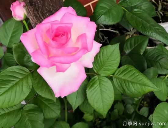 拿鐵咖啡、加百列、糖果雪山、銅管樂(lè)隊(duì)等月季值得入手嗎？(圖3)