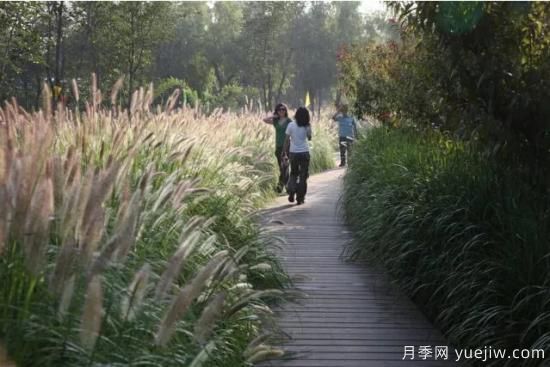 花有花鏡，草有草境！這么美的觀賞草你了解多少(圖18)