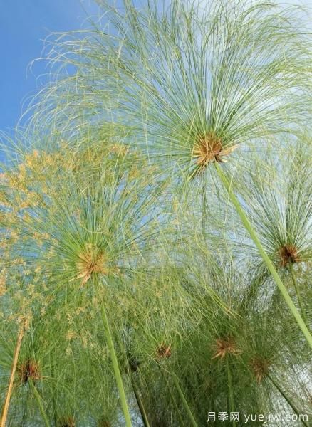 花有花鏡，草有草境！這么美的觀賞草你了解多少(圖17)