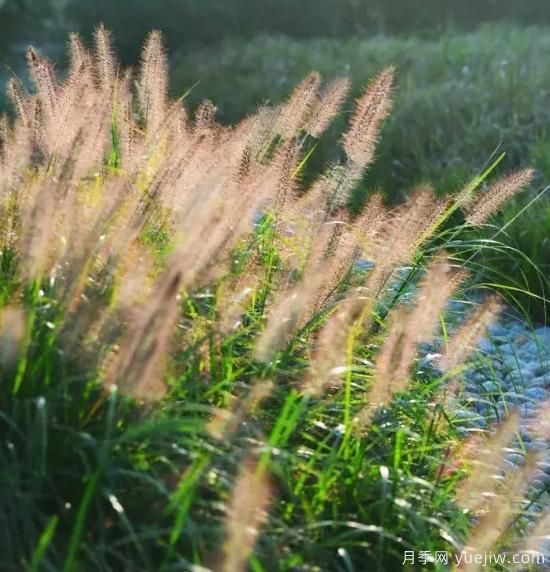 花有花鏡，草有草境！這么美的觀賞草你了解多少(圖19)