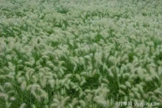 花有花鏡，草有草境！這么美的觀賞草你了解多少(圖20)