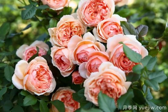 推薦適合陽(yáng)臺(tái)的11種月季，漂亮好養(yǎng)四季開(kāi)花(圖2)