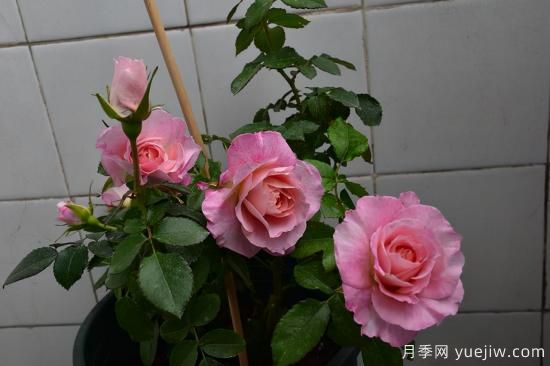 推薦適合陽(yáng)臺(tái)的11種月季，漂亮好養(yǎng)四季開(kāi)花(圖3)