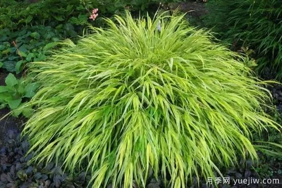 花有花鏡，草有草境！這么美的觀賞草你了解多少(圖22)