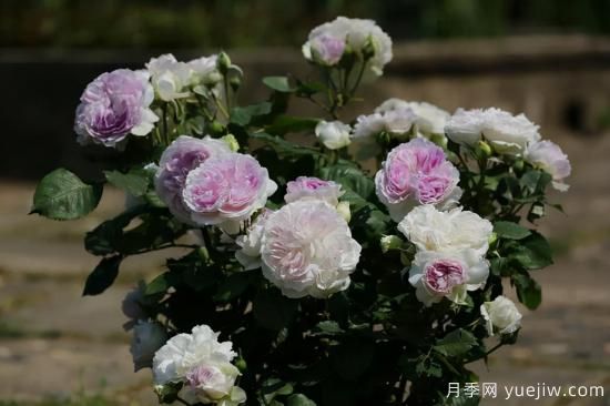 推薦適合陽(yáng)臺(tái)的11種月季，漂亮好養(yǎng)四季開(kāi)花(圖8)