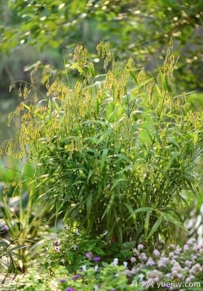 花有花鏡，草有草境！這么美的觀賞草你了解多少(圖25)
