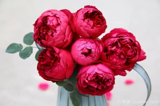 推薦適合陽(yáng)臺(tái)的11種月季，漂亮好養(yǎng)四季開(kāi)花(圖10)
