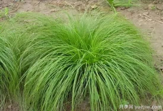花有花鏡，草有草境！這么美的觀賞草你了解多少(圖26)