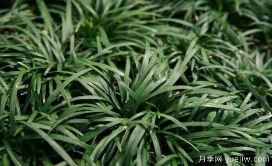 花有花鏡，草有草境！這么美的觀賞草你了解多少(圖30)