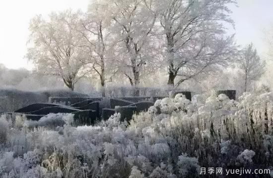 花有花鏡，草有草境！這么美的觀賞草你了解多少(圖31)