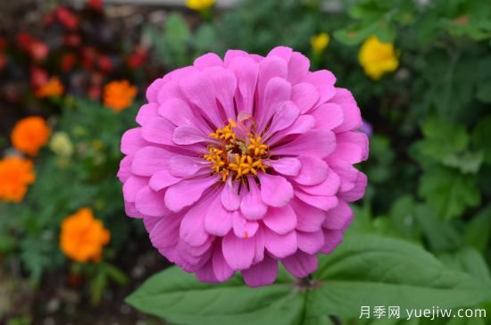 100種常見花卉的栽培大全，送給愛養(yǎng)花的你(圖2)