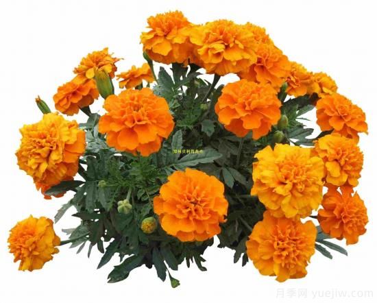 100種常見花卉的栽培大全，送給愛養(yǎng)花的你(圖5)