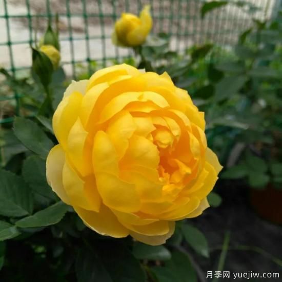 金絲雀，黃花月季中的王中王，美麗漂亮常年開花不停歇(圖3)