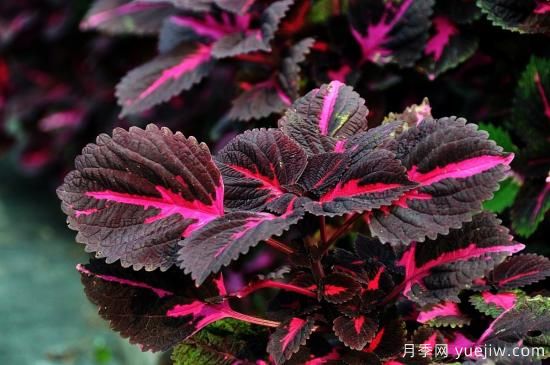 100種常見花卉的栽培大全，送給愛養(yǎng)花的你(圖6)