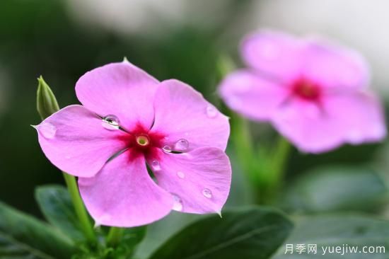 100種常見花卉的栽培大全，送給愛養(yǎng)花的你(圖9)